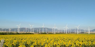 Field with sunflowers and windmills