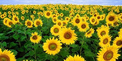 sunflowers copyright-Bruce-Fritz