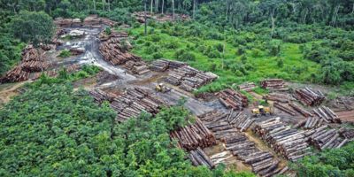 Deforestation illegal-logging-amazon-brazil