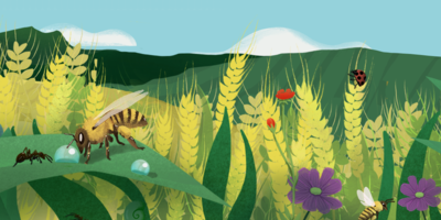 Bees in a wheat field