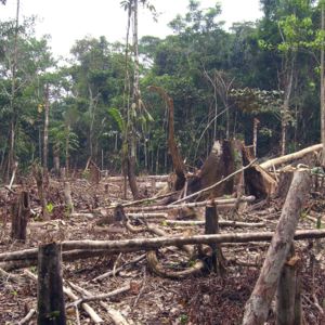 slash and burn amazon