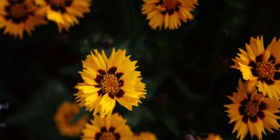 sunflower©antonio-grosz