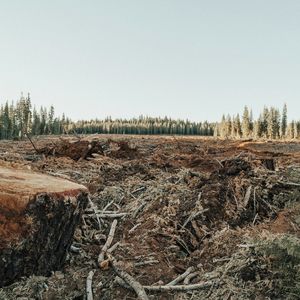 Deforestation