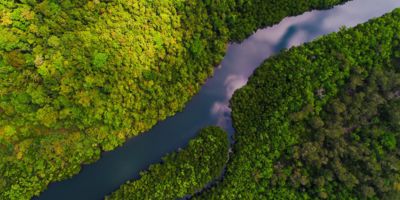 River in tropical mangrove green tree forest aerial view / Credits: themorningglory - stock.adobe.co