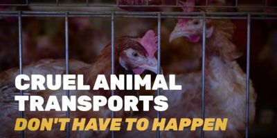Ban cruel animal transport video thumbnail