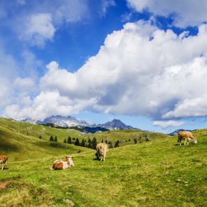 cows field mountain