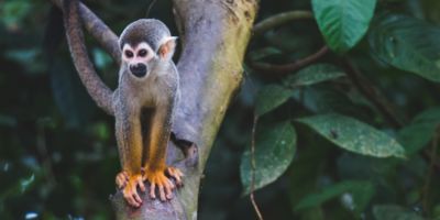 A common squirrel monkey in the Amazon forest in Colombia / Diego Guzman on Unspalsh