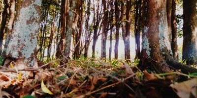 Brazilian forest