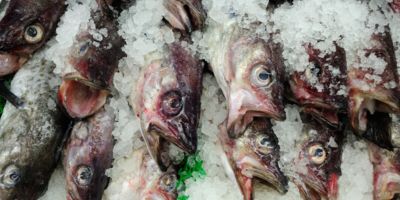 fish
