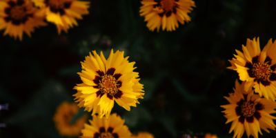 sunflower©antonio-grosz