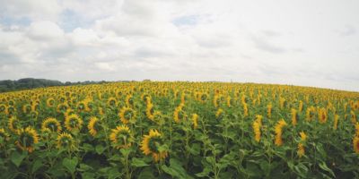sunflower©sergey-zolkin