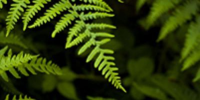 23591.biodiversity and forests