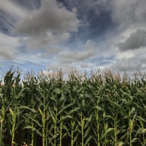 corn field©ferran pons