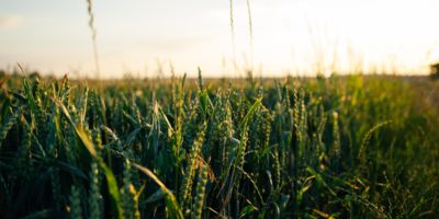 Corn field / CC0 glenn-carstens-peters