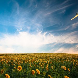 Wind turbines in sunflower field/ CC0 Gustavo Quepon