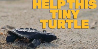 help this tiny turtle video thumbnail