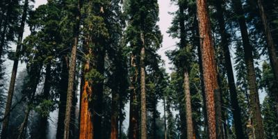 Trees in Sequoia National Park/ CC0 Susan Yin