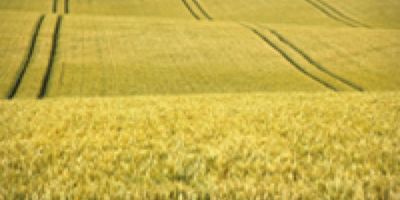 37696 field of wheat