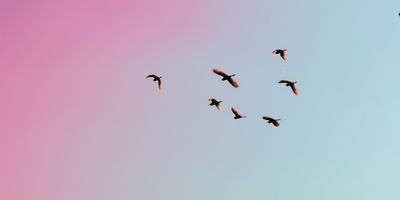 Birds flying in front of a pink and blue sky