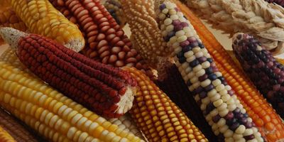 Maize Diversity