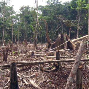 slash and burn amazon