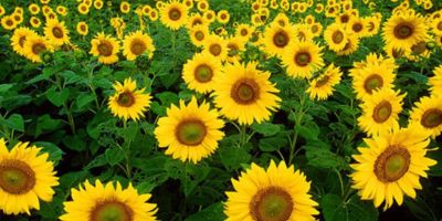 sunflowers copyright-Bruce-Fritz