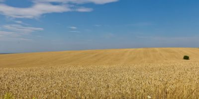 Wheat fields in Ukraine