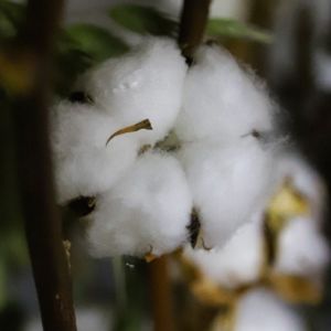 Cotton flowers