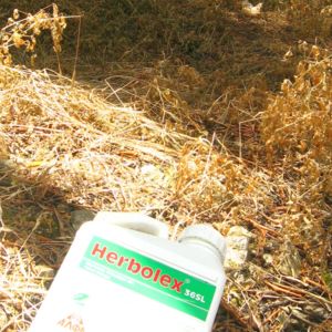 Empty Glyphosate (Herbolex) container discarded in Corfu olive grove