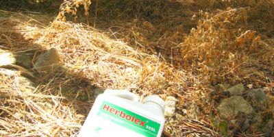 Empty Glyphosate (Herbolex) container discarded in Corfu olive grove