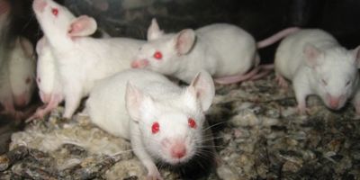 Laboratory mouse