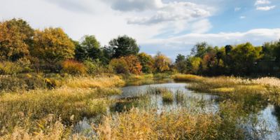 Image of a wetland