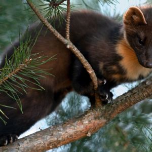 European Pine Marten / Unsplash