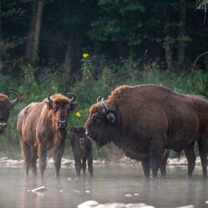 European Bison, Wisent, Bison bonasus. Bieszczady, Carpathians, Poland / © iStock Photo