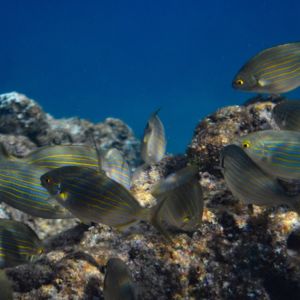 Sarpa salpa fish / CC0 marino-linic
