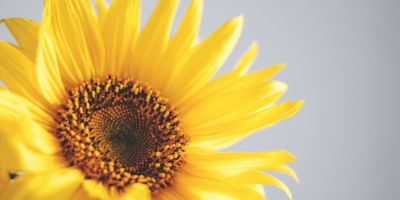 sunflower©olia-gozha
