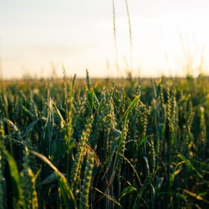 Corn field / CC0 glenn-carstens-peters