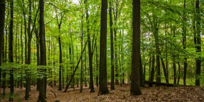 Beech Forst in Brandenburg/Germany