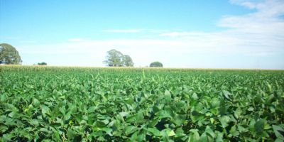 Intensive soybean field