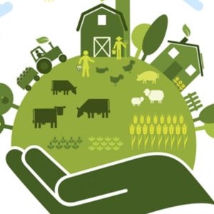 How a fair EU agri-food policy can help create jobs in