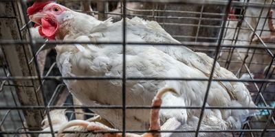 Caged hens