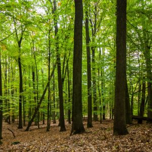 Beech Forst in Brandenburg/Germany