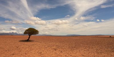 Single tree in a desert landscape / CC0 Wolfgang Hasselmann
