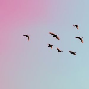 Birds flying in front of a pink and blue sky
