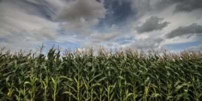 corn field©ferran pons