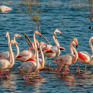 Hands of our nature, hands off Albania