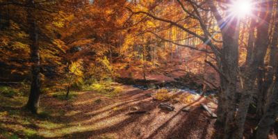 Autumn in Vitosha mountain, Bulgaria Forest monitoring / CC0 veliko-karachiviev