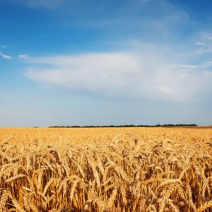Wheat field in Ukraine / CC0 diana-vyshniakova
