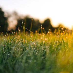 Grass Nature