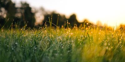 Grass Nature